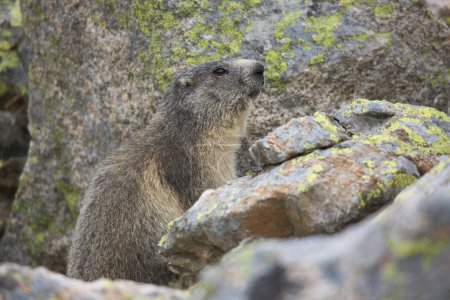Téléchargez les photos : Marmotte des Alpes (Marmota marmota) reposant sur le rocher - en image libre de droit
