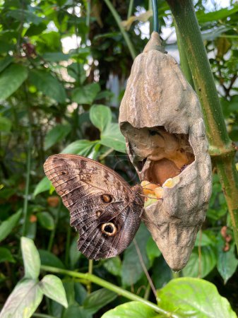 Téléchargez les photos : Hibou géant papillon reposant sur la plante avec ses ailes repliées - en image libre de droit