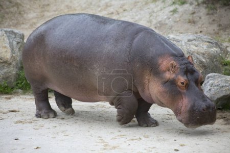 Téléchargez les photos : Portrait de Hippopotamus amphibius dans le zoo, vue de près - en image libre de droit