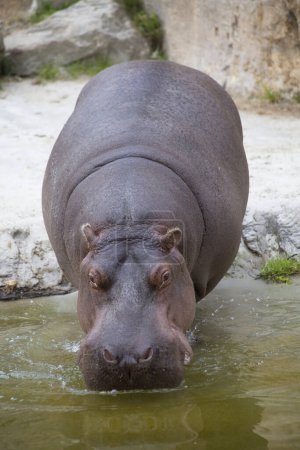 Foto de Retrato de Hippopotamus anfibio en zoológico, vista de cerca - Imagen libre de derechos