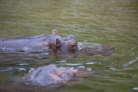 Foto de Dos hipopótamos nadando en el agua en el zoológico - Imagen libre de derechos