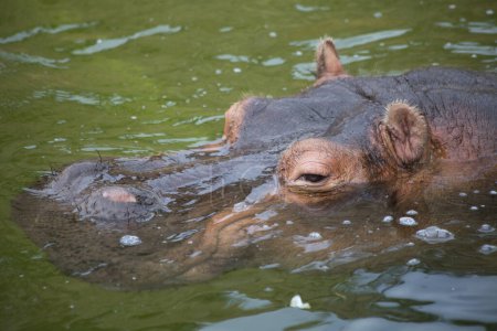 Photo for Close up of hippo swimming in water at zoo - Royalty Free Image