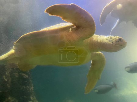 Téléchargez les photos : Vue sous-marine des tortues nageant dans l'eau de l'aquarium - en image libre de droit