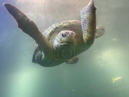 Foto de Vista submarina de la tortuga nadando en agua de acuario - Imagen libre de derechos