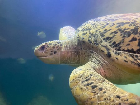 Téléchargez les photos : Vue sous-marine de tortues nageant dans l'eau d'aquarium - en image libre de droit