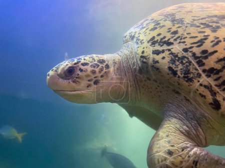 Foto de Vista submarina de la tortuga nadando en agua de acuario - Imagen libre de derechos