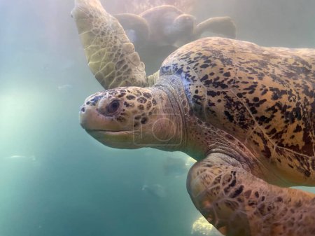 Foto de Vista submarina de tortugas nadando en agua de acuario - Imagen libre de derechos