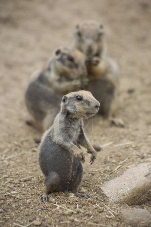 Black-tailed prairie dogs (Cynomys ludovicianus) in zoo