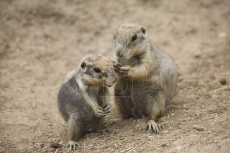 Photo for Black-tailed prairie dogs (Cynomys ludovicianus) in zoo - Royalty Free Image