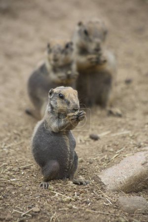 Photo for Black-tailed prairie dogs (Cynomys ludovicianus) in zoo - Royalty Free Image