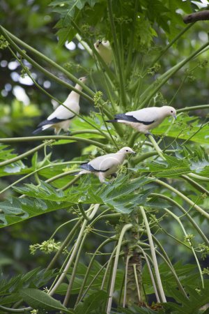 Photo for Pied imperial pigeons sitting on green plant - Royalty Free Image