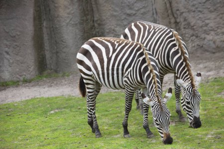 Photo for Close up portrait of two zebras grazing in zoo - Royalty Free Image