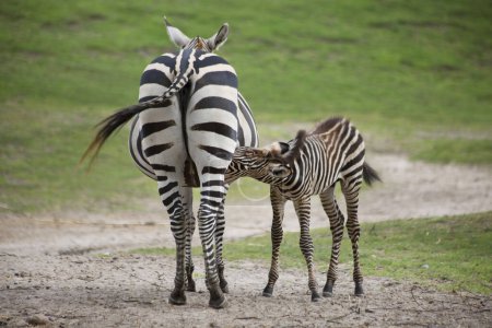 Photo for Mother zebra feeding her foal in zoo - Royalty Free Image