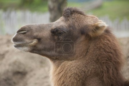 Foto de Primer plano de la cabeza de camello en el zoológico - Imagen libre de derechos