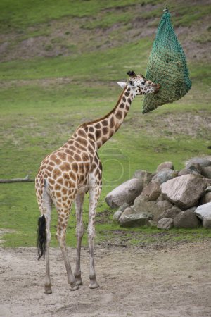 Téléchargez les photos : Girafe mange de l'herbe du sac suspendu dans le zoo - en image libre de droit