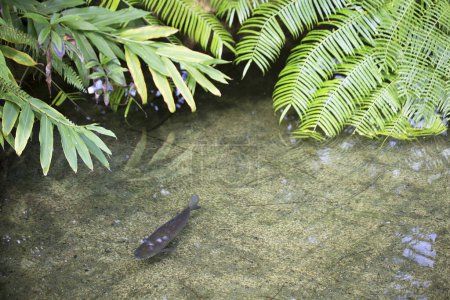 Téléchargez les photos : Vue rapprochée des poissons dans l'étang avec des plantes vertes - en image libre de droit