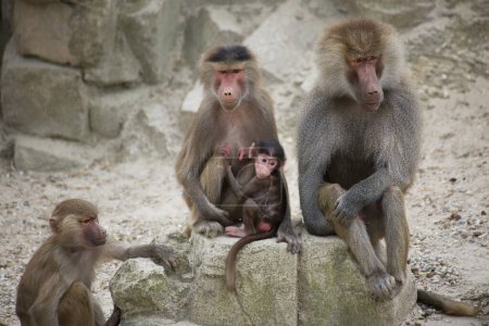 Foto de Primer plano retrato de monos en la ubicación del zoológico - Imagen libre de derechos