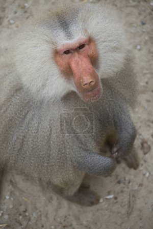 Téléchargez les photos : Portrait rapproché du babouin africain au zoo - en image libre de droit