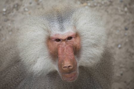 Foto de Primer plano retrato de babuino africano en zoológico - Imagen libre de derechos
