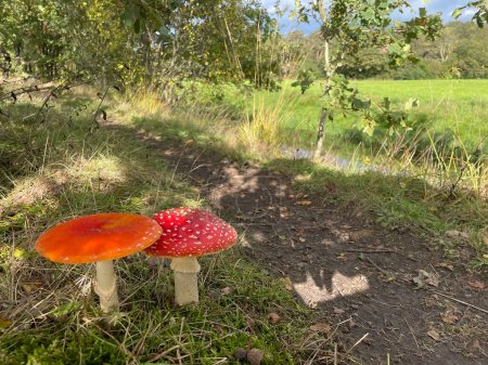 Two fly agarics mushrooms in woodland