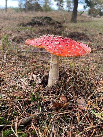 Photo for Close up of fly agaric in autumn forest - Royalty Free Image