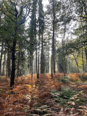Téléchargez les photos : Belle vue sur la forêt d'automne le matin - en image libre de droit