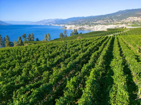 Photo for A drone view of an organic winery vineyard on the Naramata Bench overlooking Okanagan Lake in Penticton, British Columbia, Canada. Penticton is located in the Okanagan Valley. - Royalty Free Image