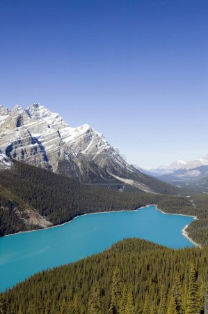 Photo for Peyto Lake is a glacier-fed lake in Banff National Park in the Canadian Rockies. The lake is near the Icefields Parkway. It was named after Bill Peyto, an early guide and trapper. - Royalty Free Image