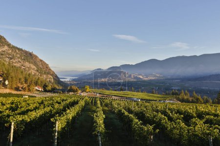 Photo for Winery and vineyard rows overlooking Skaha Lake located in Okanagan Falls, British Columbia, Canada. - Royalty Free Image