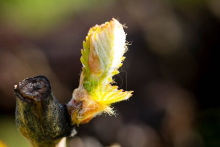 El ciclo anual de crecimiento de la vid es el proceso que se lleva a cabo en el viñedo cada año, comenzando con las vacaciones de brotes en la primavera.. .