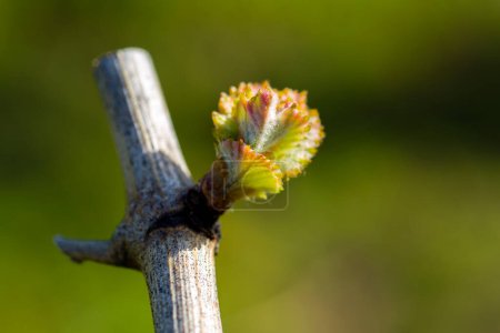 Der jährliche Wachstumszyklus der Reben ist der Prozess, der jedes Jahr im Weinberg stattfindet, beginnend mit dem Knospenbruch im Frühjahr.. .
