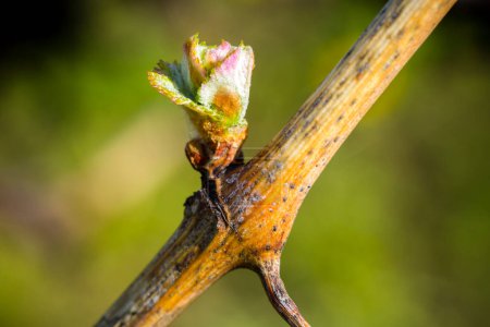 Der jährliche Wachstumszyklus der Reben ist der Prozess, der jedes Jahr im Weinberg stattfindet, beginnend mit dem Knospenbruch im Frühjahr.. .