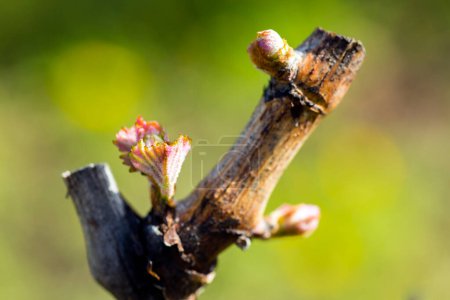 Le cycle de croissance annuel de la vigne est le processus qui se déroule dans le vignoble chaque année, en commençant par la rupture des bourgeons au printemps. .