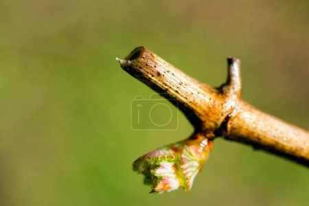 The annual growth cycle of grapevines is the process that takes place in the vineyard each year, beginning with bud break in the spring. .