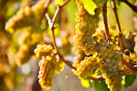 Organic ripe Chardonnay grapes on the vine ready for grape harvest during autumn located in the Okanagan Valley, British Columbia.