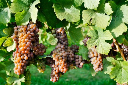 Photo for Organic ripe Pinot Gris grapes on the vine ready for harvest during autumn located in the Okanagan Valley, British Columbia. - Royalty Free Image