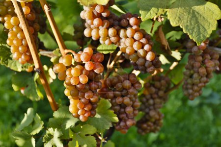 Photo for Organic ripe Pinot Gris grapes on the vine ready for harvest during autumn located in the Okanagan Valley, British Columbia. - Royalty Free Image