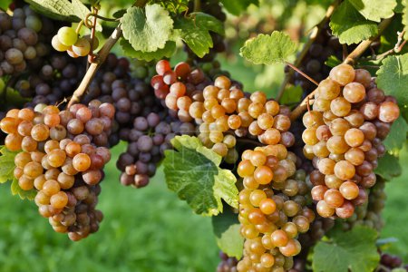 Organic ripe Pinot Gris grapes on the vine ready for harvest during autumn located in the Okanagan Valley, British Columbia.
