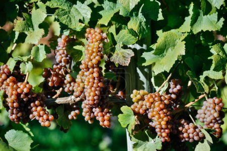 Organic ripe Pinot Gris grapes on the vine ready for harvest during autumn located in the Okanagan Valley, British Columbia.