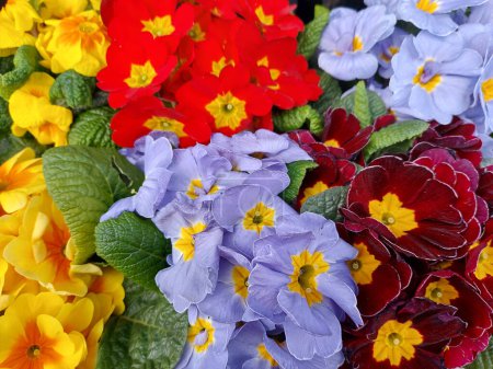 Téléchargez les photos : Bouquet of colorful flowers Primula. The background is made of yellow, red, blue, burgundy inflorescences. High quality photo - en image libre de droit
