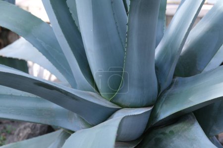 Photo for A large leaf of Agave against the background of other leaves. High quality photo - Royalty Free Image