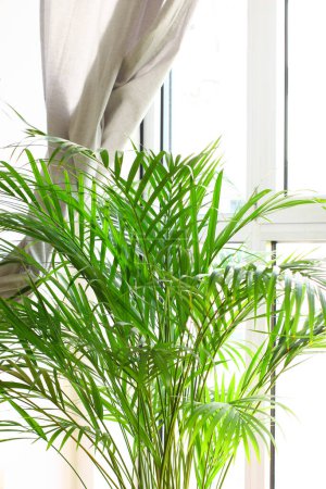 Téléchargez les photos : Un palmier vert avec de nombreuses brindilles à l'intérieur dans la pièce près de la fenêtre et un rideau gris. Photo de haute qualité - en image libre de droit