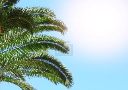 Téléchargez les photos : Feuilles d'un palmier vert contre un ciel bleu. Photo de haute qualité - en image libre de droit