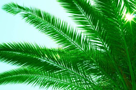 Téléchargez les photos : Feuilles de palmier vert sur le fond du ciel avec les rayons du soleil. Photo de haute qualité - en image libre de droit