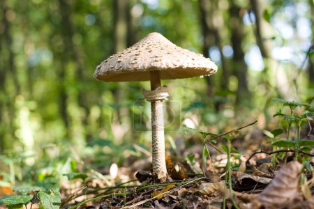 Macrolepiota procera mushroom with open cap in the forest, on a sunny day. High quality photo
