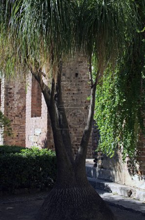 Photo for Close-up view a plant of Nolina Recurvata or Beaucarnea Recurvata in the city park of Taormina. Three tree trunks in one. Ancient red brick wall in the background. Travel and tourism concept. - Royalty Free Image