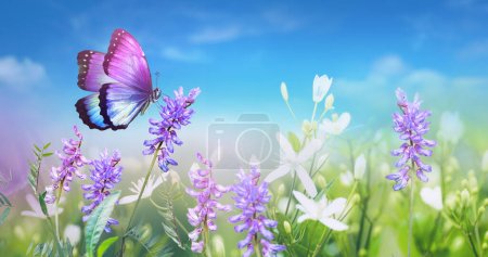 Photo for Purple butterfly on wild white violet flowers in grass against blue sky, macro. Spring summer fresh artistic image of beauty nature.. - Royalty Free Image