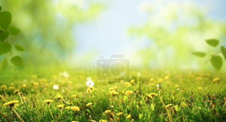 Téléchargez les photos : Spring summer blurred natural background. Beautiful meadow field with fresh grass and yellow dandelion flowers against sky. - en image libre de droit