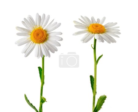 Photo for Set of two elements for design. Daisies close-up isolated on white background. - Royalty Free Image