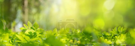 Photo for Beautiful natural background image of young lush green grass in the bright sunlight of a summer spring morning close up. - Royalty Free Image